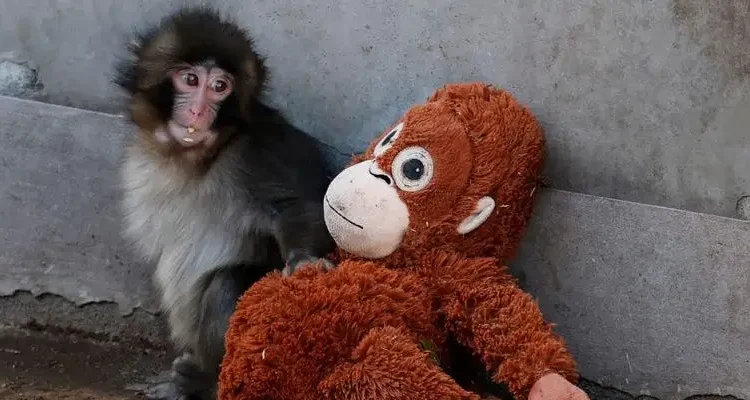 This Ikea plushie is swinging off the shelves because of Punch the sad viral TikTok monkey