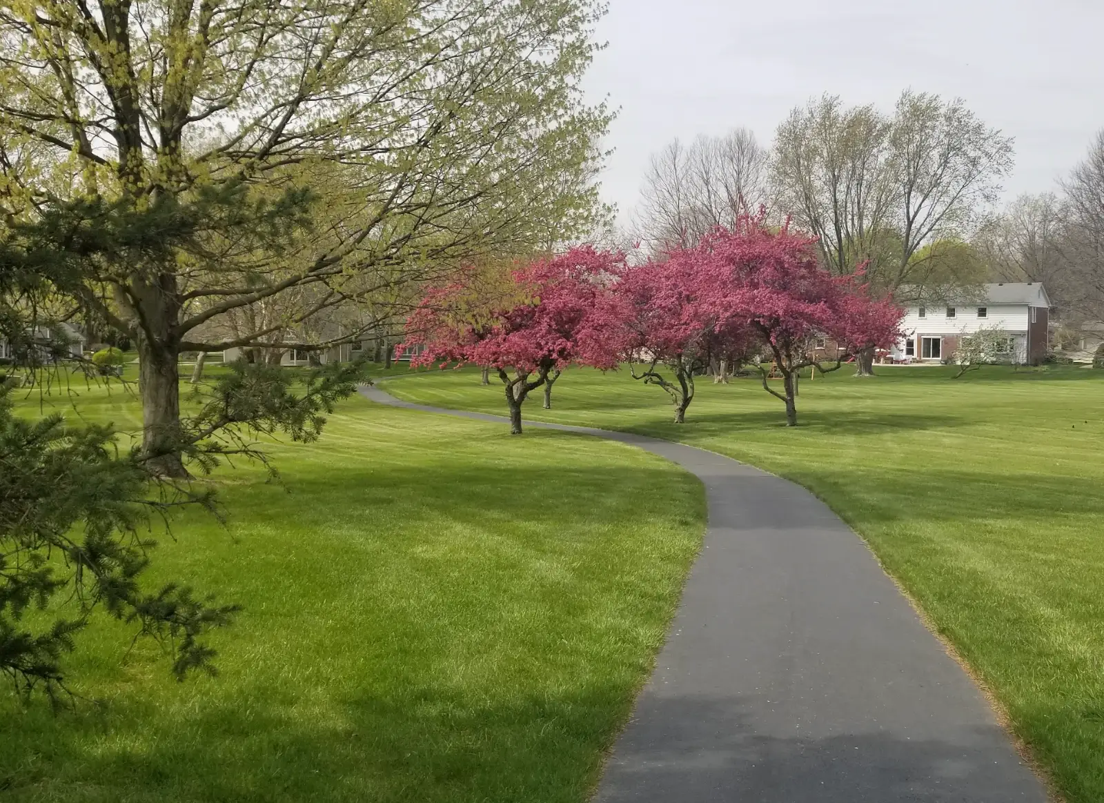 A green backyard in Michigan with several trees.