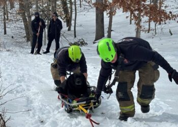 Two dogs and a kangaroo rescued amid harsh winter conditions