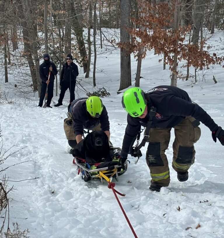 Two dogs and a kangaroo rescued amid harsh winter conditions