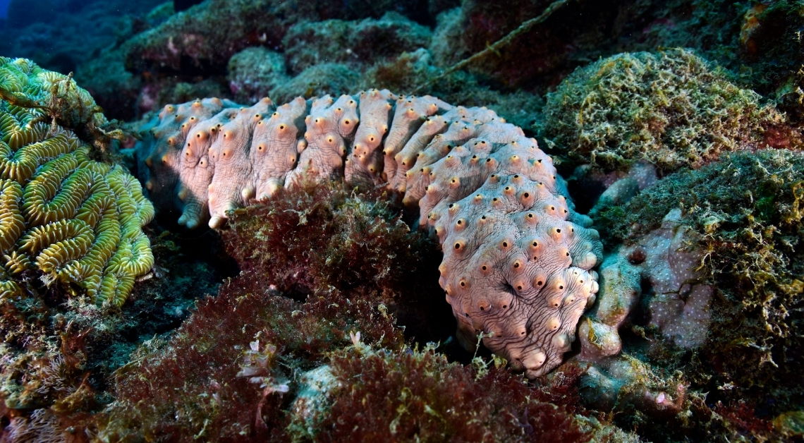 7 Animals That Do Truly Disgusting Things to Defend Themselves