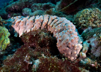 7 Animals That Do Truly Disgusting Things to Defend Themselves