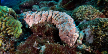 7 Animals That Do Truly Disgusting Things to Defend Themselves