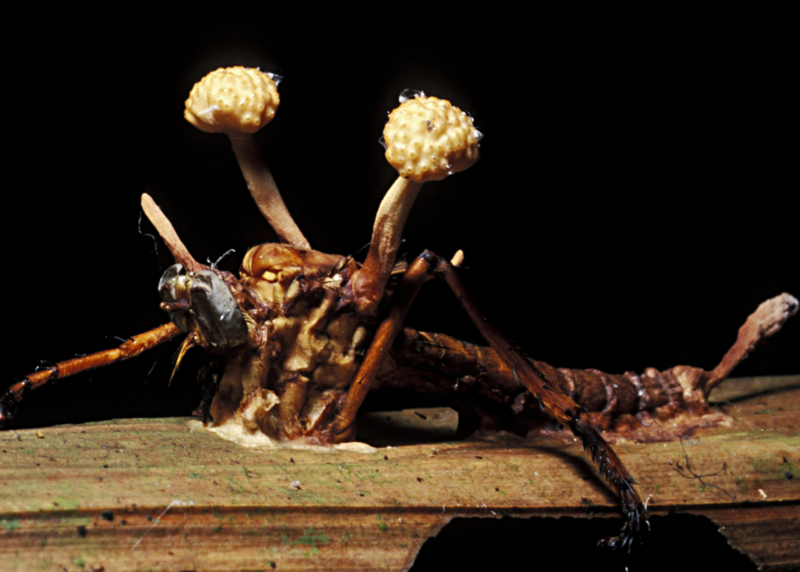 8 Parasites That Do Absolutely Insane Things to Their Animal Hosts