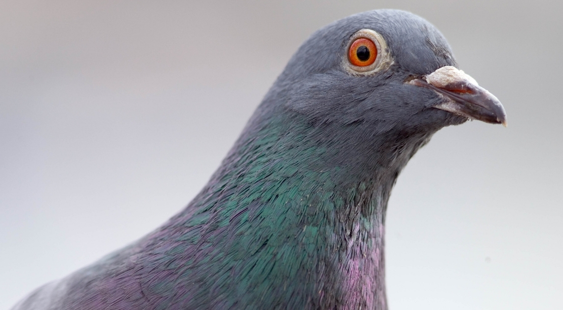 A Russian Startup Is Turning Pigeons Into Remote-Controlled Drones