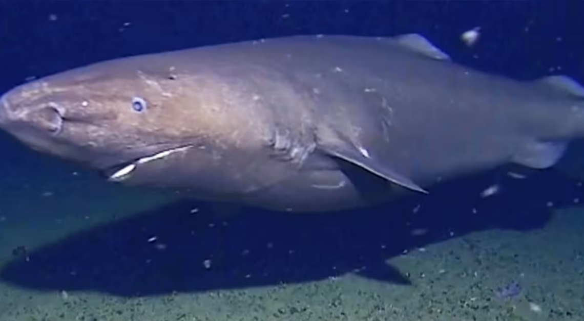 A Shark Was Filmed in Antarctic Waters for the First Time Ever