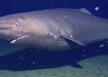 A Shark Was Filmed in Antarctic Waters for the First Time Ever