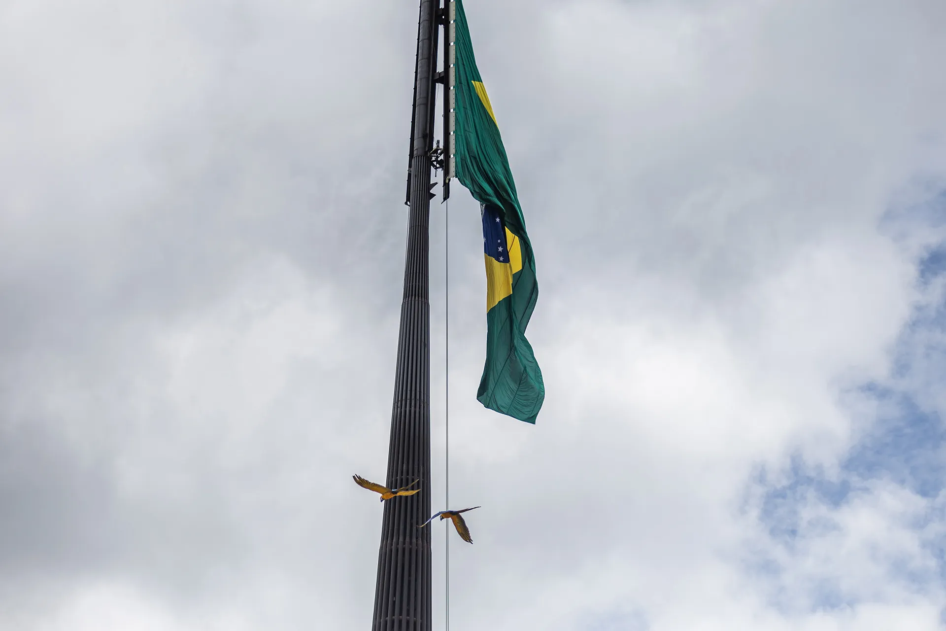Macaws flying near the Brazilian flag.