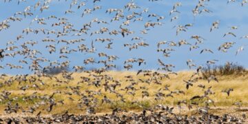 Meet the bird that can fly 8,000 miles and also knows quantum physics