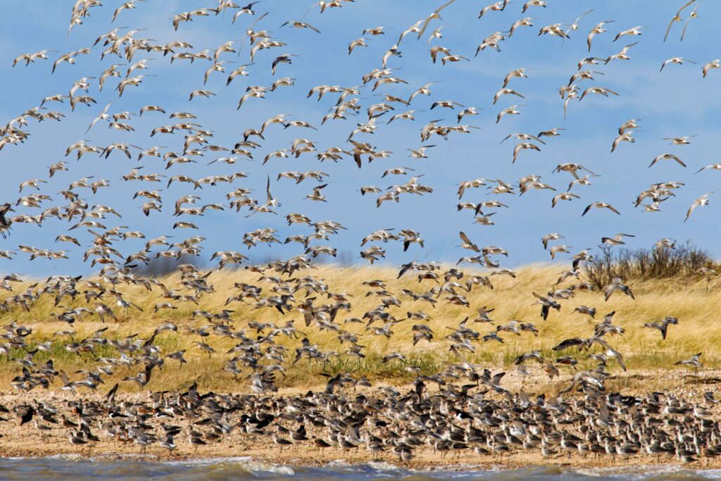 Meet the bird that can fly 8,000 miles and also knows quantum physics