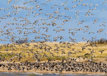 Meet the bird that can fly 8,000 miles without stopping