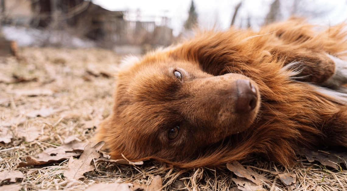 Brazil Passed a New Law Inspired by a Dog’s 10-Year Grave Vigil. Here’s What It Does.