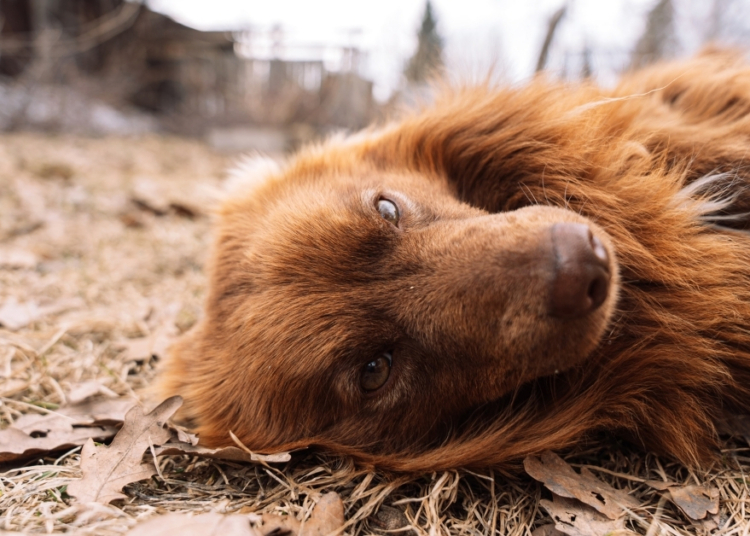 Brazil Passed a New Law Inspired by a Dog’s 10-Year Grave Vigil. Here’s What It Does.