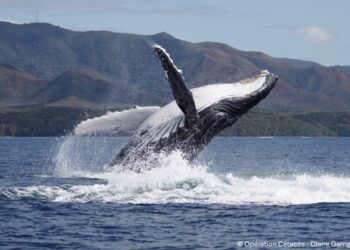 Why older whale dads are now winning the mating game