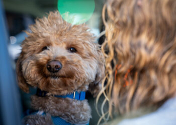 Dog abandoned at airport ticket counter is adopted by responding officer