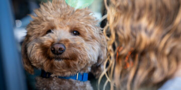 Dog abandoned at airport ticket counter is adopted by responding officer