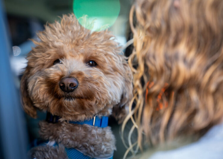 Dog abandoned at airport ticket counter is adopted by responding officer