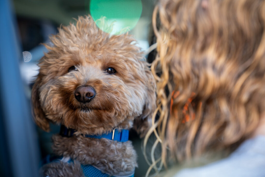 Dog abandoned at airport ticket counter is adopted by responding officer