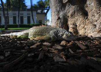 Countless Iguanas Are Falling From Florida Trees—Again