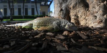 Countless Iguanas Are Falling From Florida Trees—Again