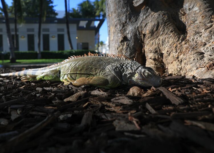 Countless Iguanas Are Falling From Florida Trees—Again