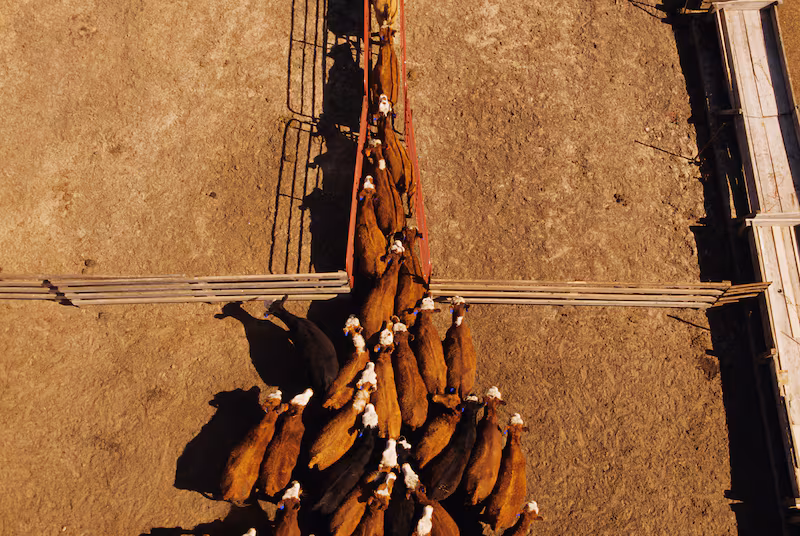 Agriculture - Overhead view of a mixed herd (Angus, Black Baldie, Hereford and Crossbred) of beef cattle at a feedlot being herded into a chute/near Stillwater, Minnesota, USA. (Photo by: Richard Hamilton Smith/Design Pics Editorial/Universal Images Group via Getty Images)