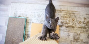 Ask a Vet: Is it wrong to declaw my cat?