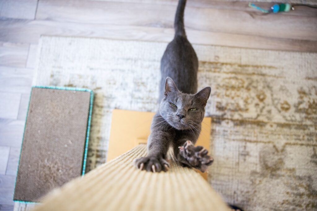 Ask a Vet: Is it wrong to declaw my cat?