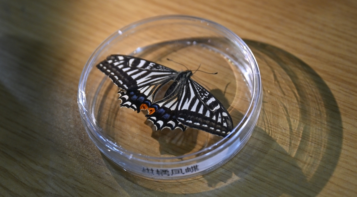 Everything We Know About the Butterfly Scientists Just Grew in Space