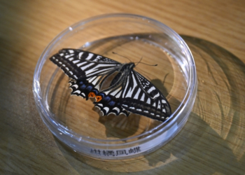 Everything We Know About the Butterfly Scientists Just Grew in Space