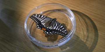 Everything We Know About the Butterfly Scientists Just Grew in Space