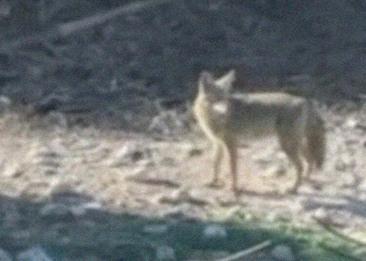 Everything We Know About the Coyote That Swam to Alcatraz and Is Now ‘Thriving’
