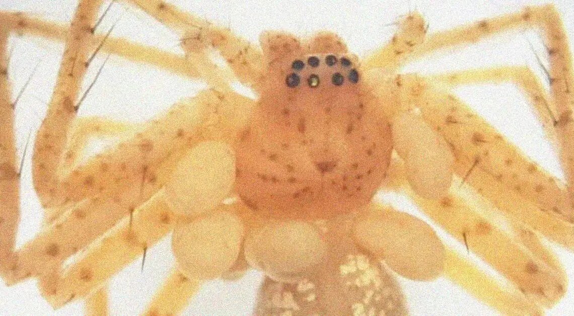 Everything We Know About the ‘Pearl Necklace’ Spider Scientists Just Discovered