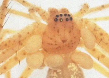 Everything We Know About the ‘Pearl Necklace’ Spider Scientists Just Discovered