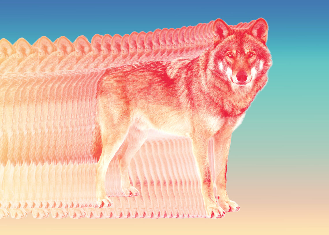 A wolf in Los Angeles County shows the promise and peril of conservation