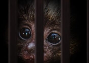 One way AI won’t ruin the world: tools to crack down on the $23 billion animal trafficking trade