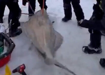 6 Fishermen Reel In a 244-Pound Atlantic Halibut, Setting a Local Record
