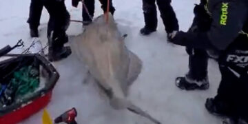 6 Fishermen Reel In a 244-Pound Atlantic Halibut, Setting a Local Record