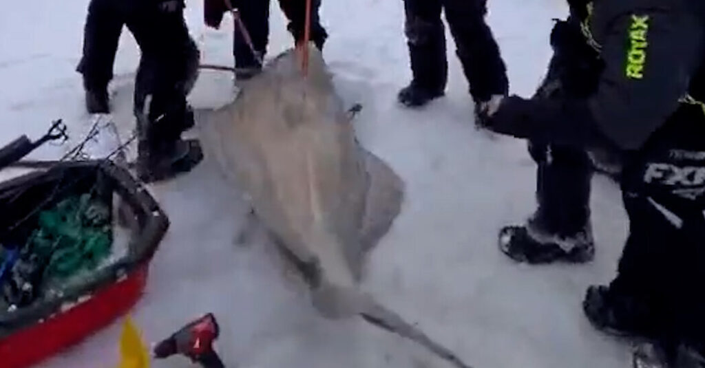6 Fishermen Reel In a 244-Pound Atlantic Halibut, Setting a Local Record