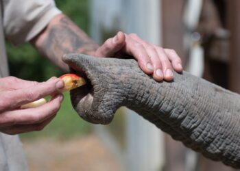 Scientists have discovered one of elephants’ most sensitive secrets