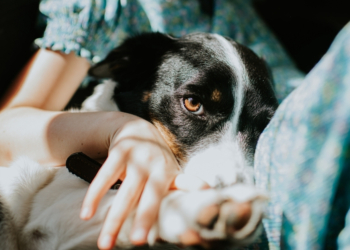 If Your Dog Is Always Anxious, Painting Your Walls This Color Can Help