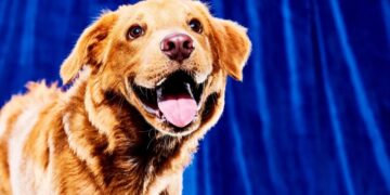 Puppy Bowl 2026: Start Time, Where to Watch and More Details