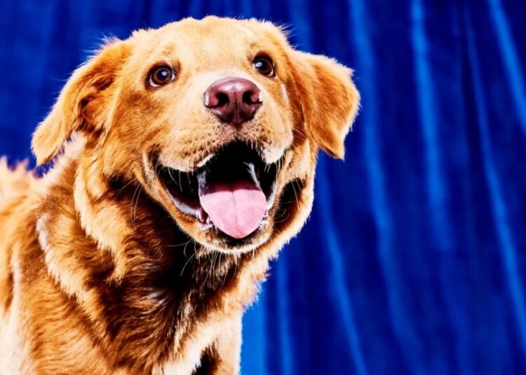 Puppy Bowl 2026: Start Time, Where to Watch and More Details