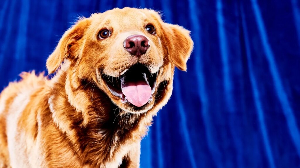 Puppy Bowl 2026: Start Time, Where to Watch and More Details