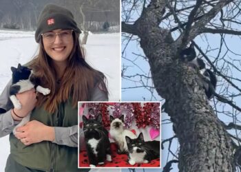 Kittens found abandoned in the freezing cold are rescued and on the mend: ‘Saved by compassion’