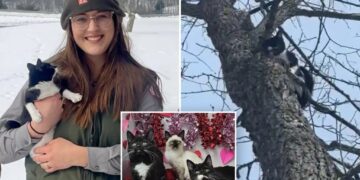 Kittens found abandoned in the freezing cold are rescued and on the mend: ‘Saved by compassion’