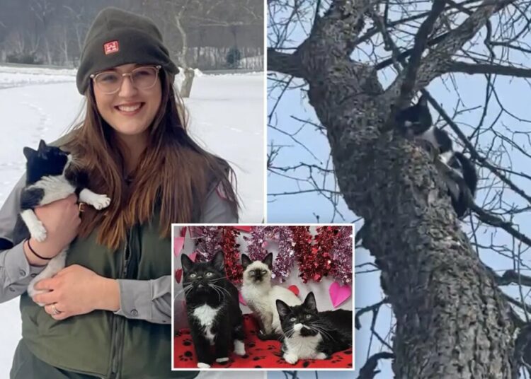 Kittens found abandoned in the freezing cold are rescued and on the mend: ‘Saved by compassion’