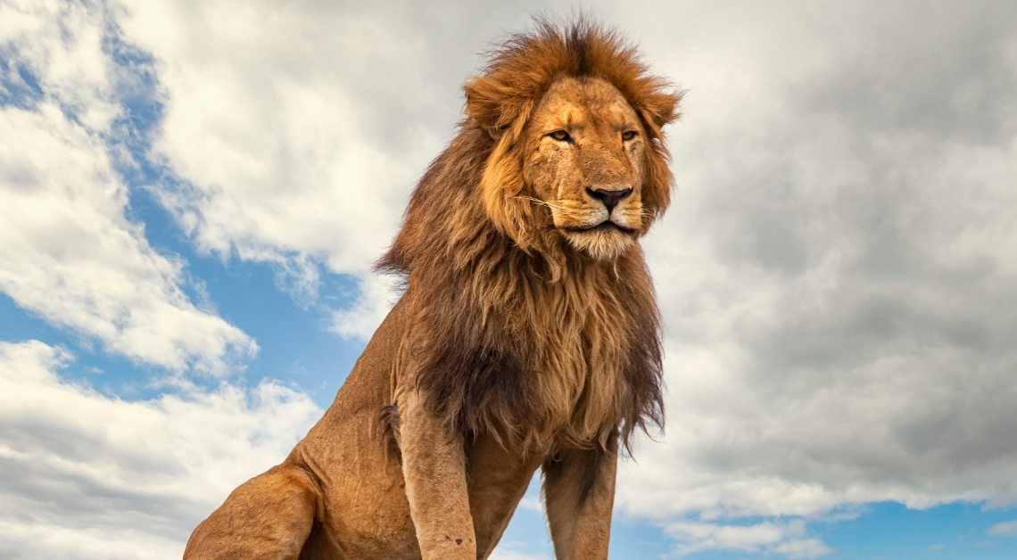 Lion Trafficker Convicted Using DNA Evidence in World First: Everything We Know