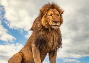 Lion Trafficker Convicted Using DNA Evidence in World First: Everything We Know