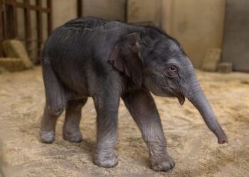 The National Zoo’s baby elephant has a name. It means spirit blossom.